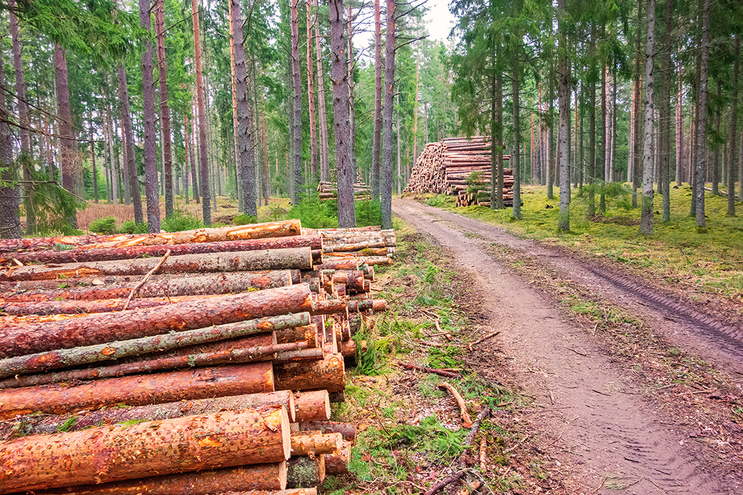 TNE Editor helps Biometria streamline the update of their forest truck road data